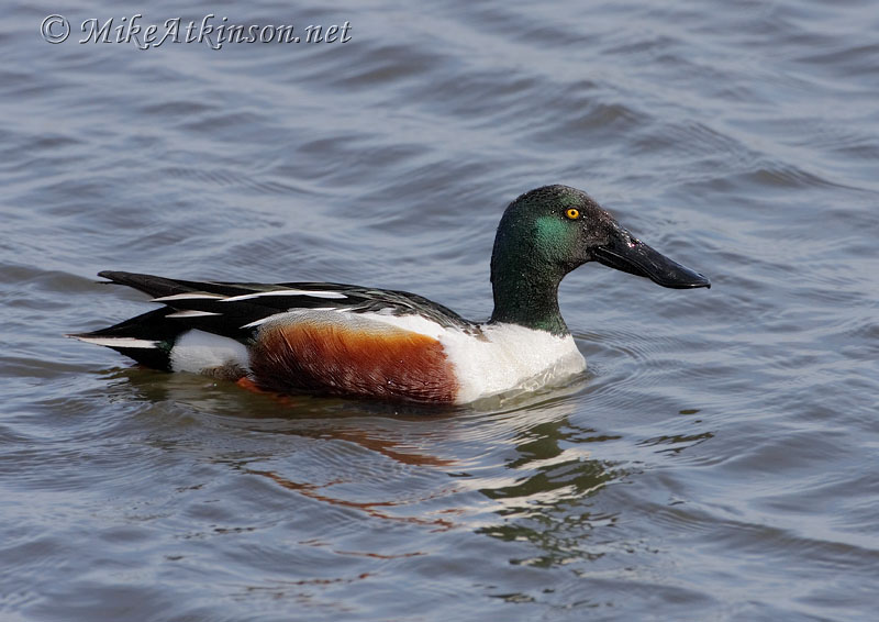 Shoveler