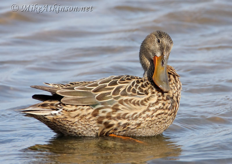 Shoveler