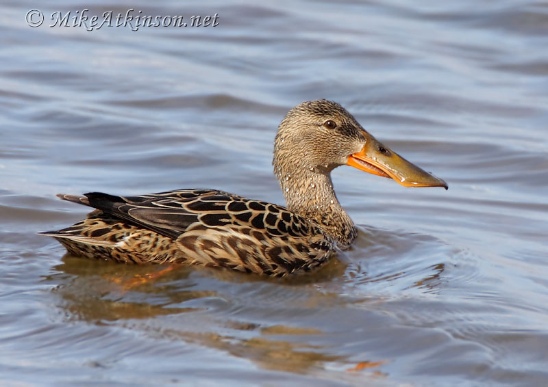 Shoveler