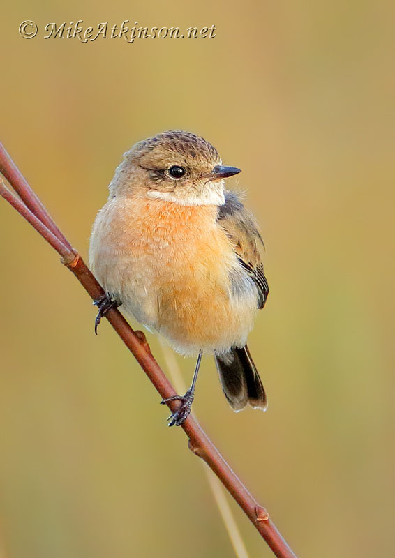 Siberian Stonechat