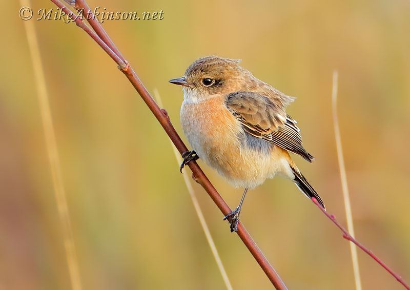 Siberian Stonechat