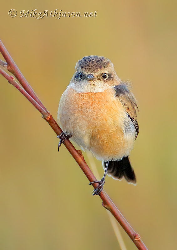 Siberian Stonechat