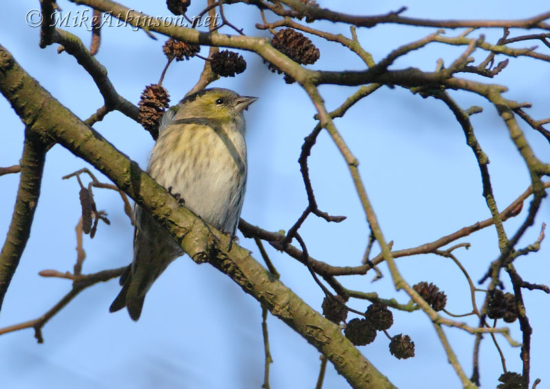 Siskin