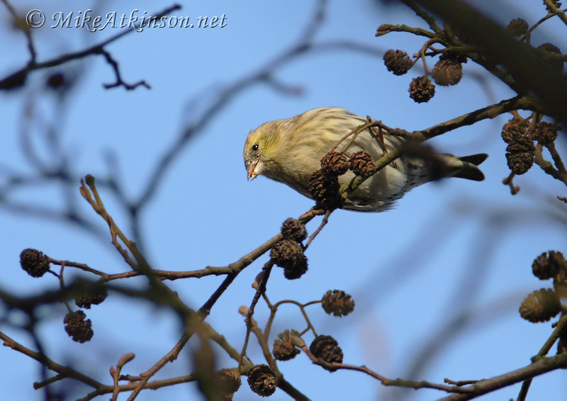 Siskin