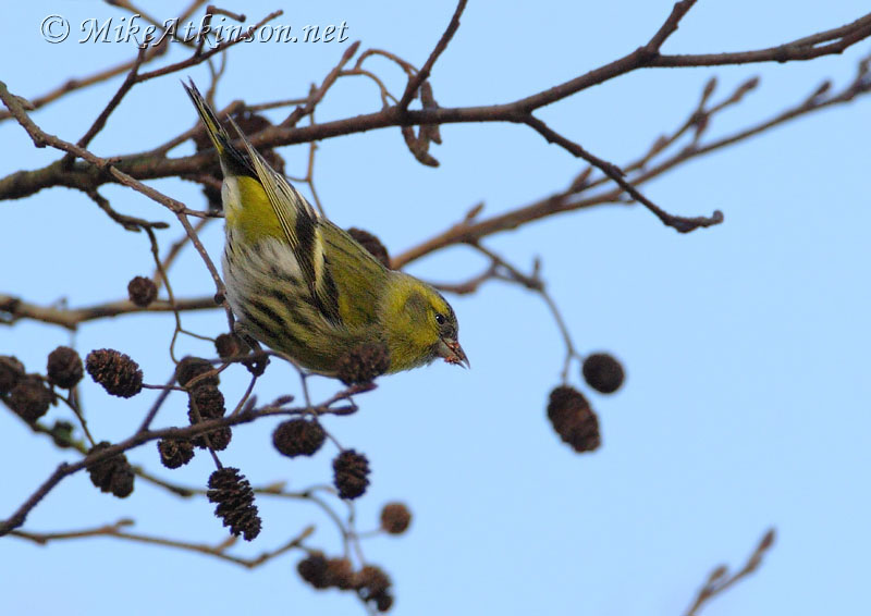 Siskin