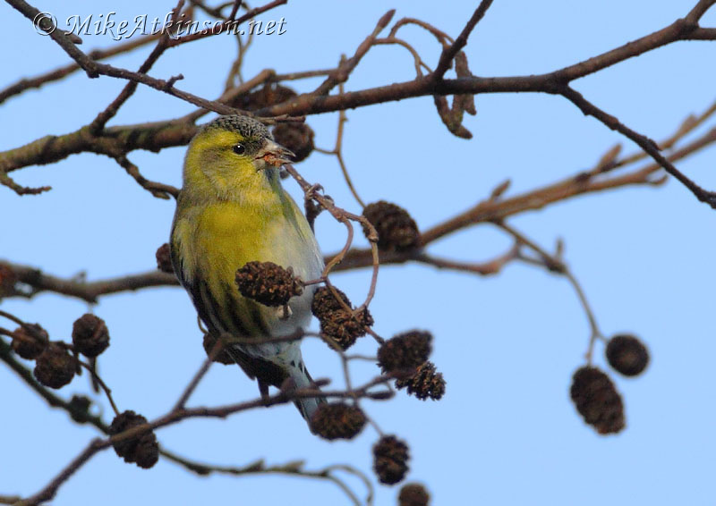 Siskin