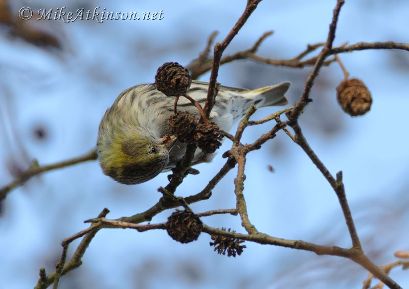 Siskin