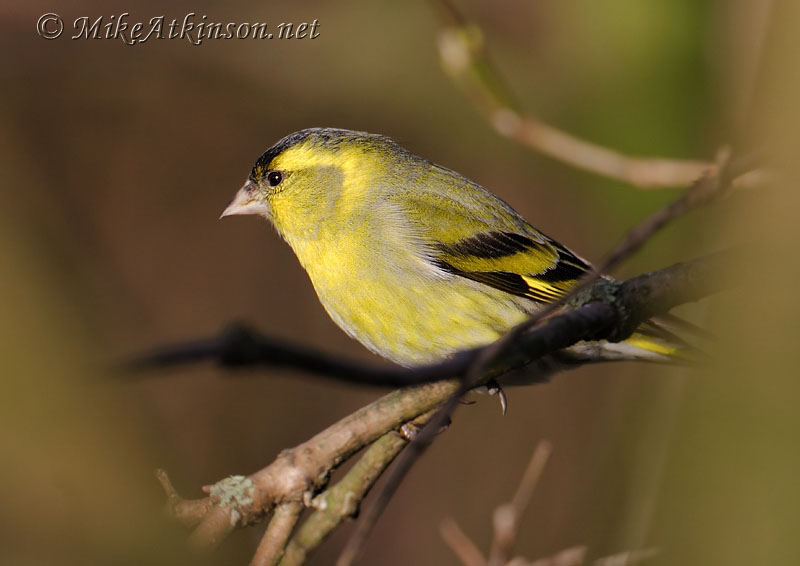 Siskin