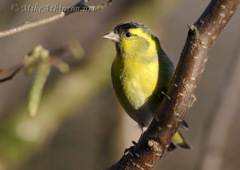 Siskin