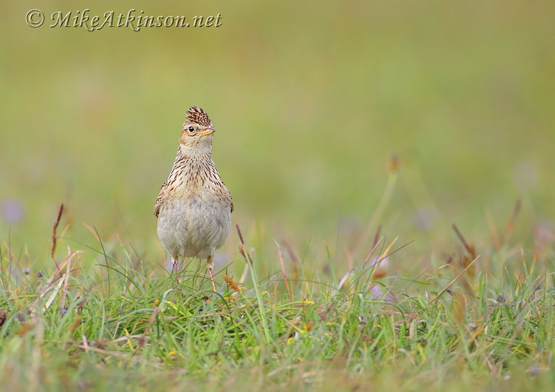 Skylark