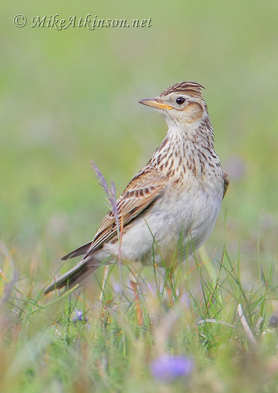 Skylark