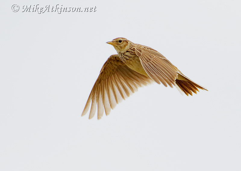 Skylark