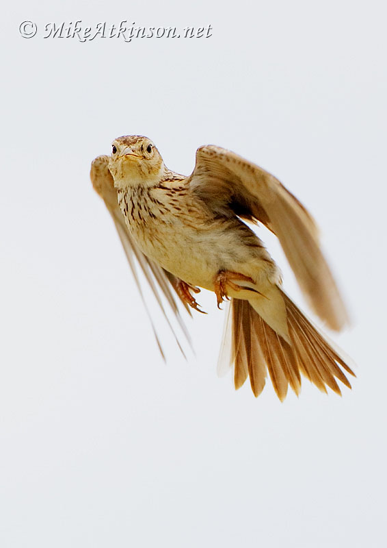 Skylark