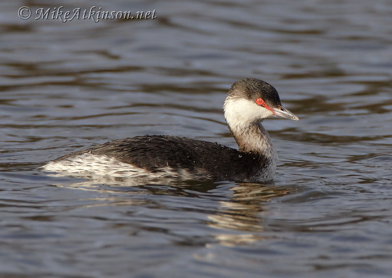 Slavonian Grebe