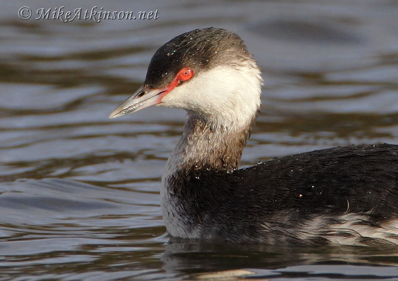 Slavonian Grebe