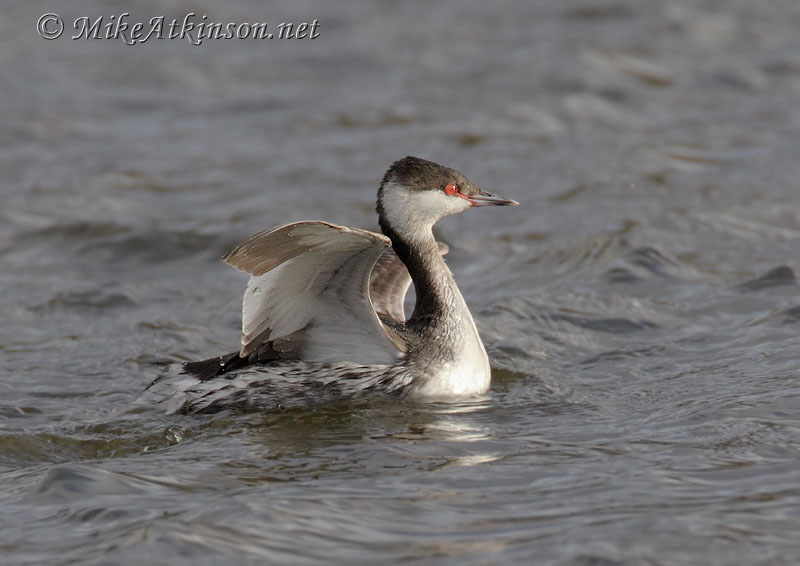 Slavonian Grebe