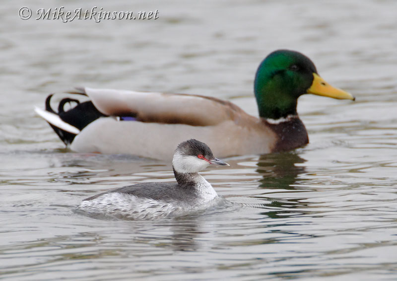 Slavonian Grebe