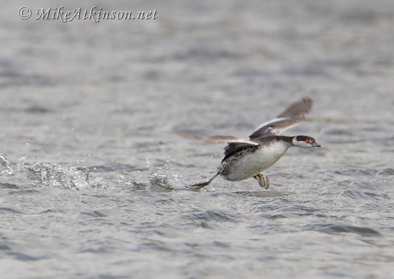 Slavonian Grebe