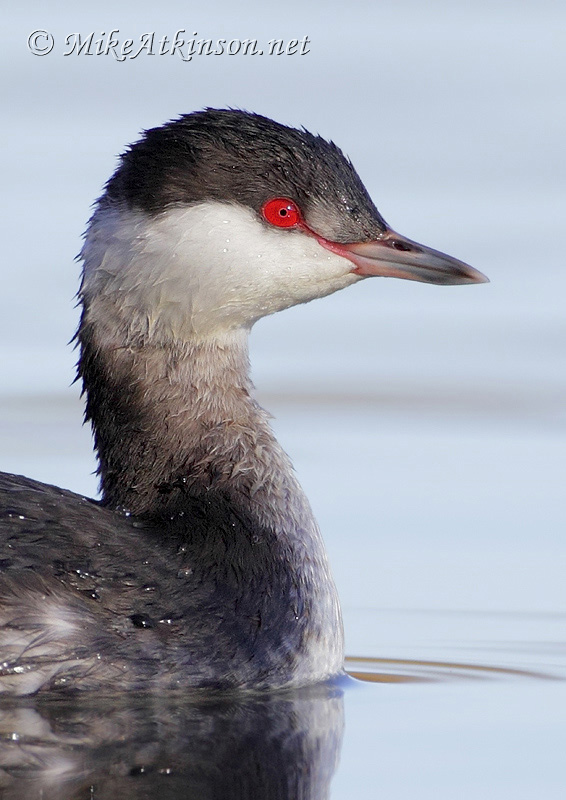 Slavonian Grebe