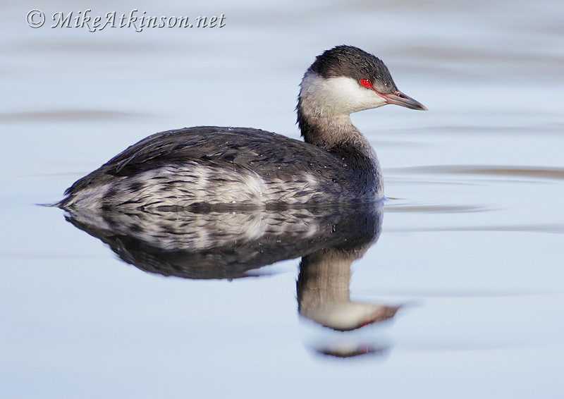 Slavonian Grebe