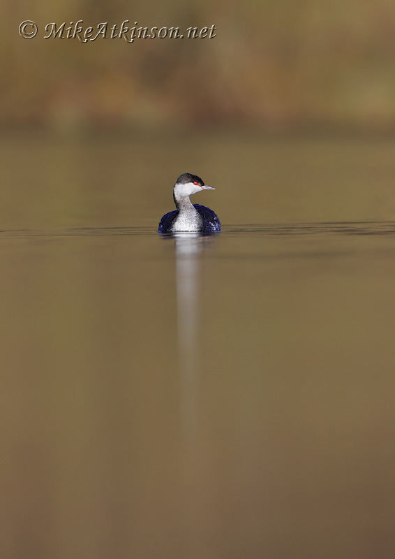 Slavonian Grebe