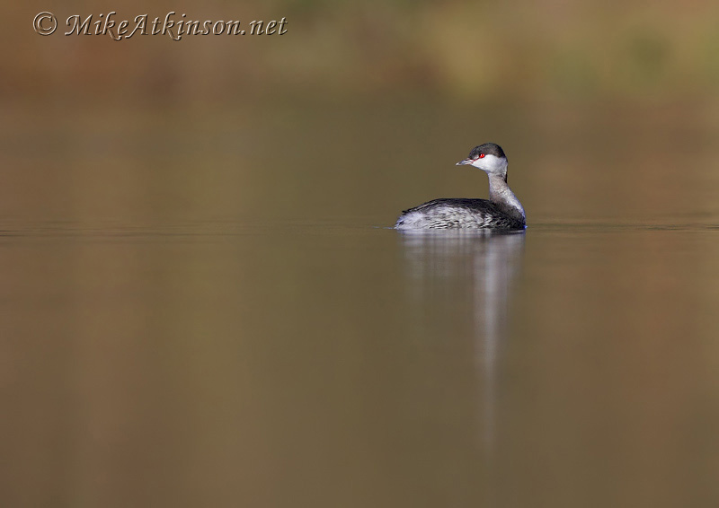 Slavonian Grebe