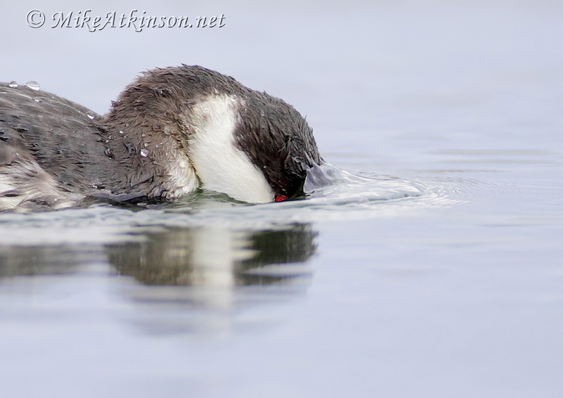 Slavonian Grebe