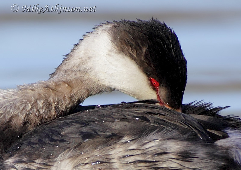 Slavonian Grebe