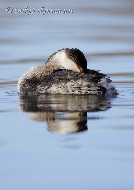 Slavonian Grebe