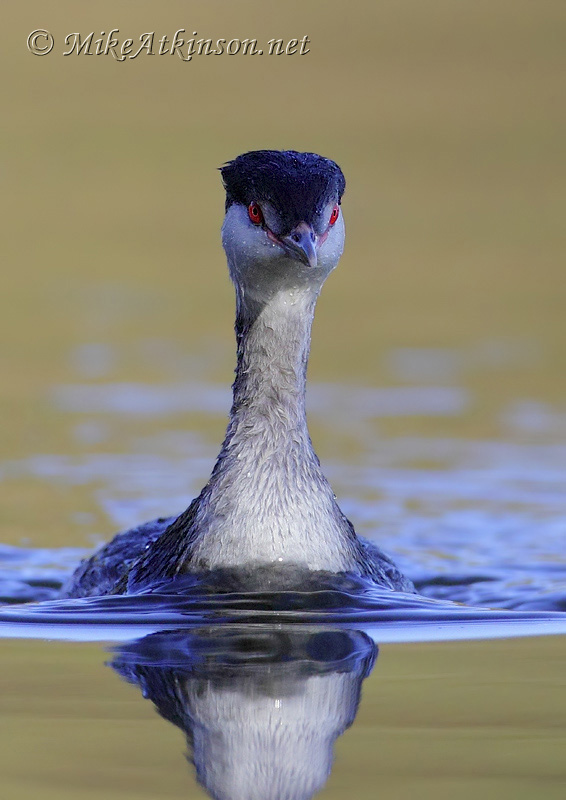 Slavonian Grebe