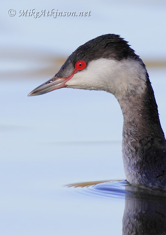 Slavonian Grebe