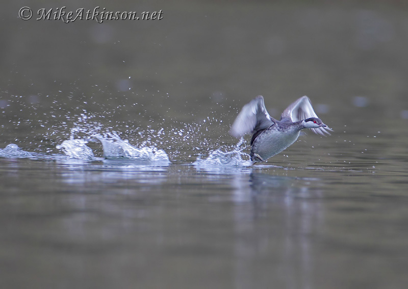 Slavonian Grebe