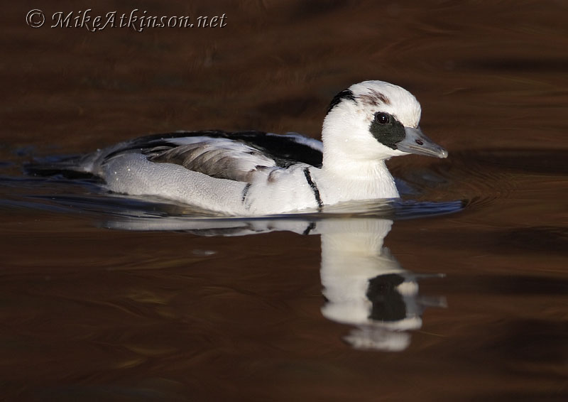 Smew (captive bird)