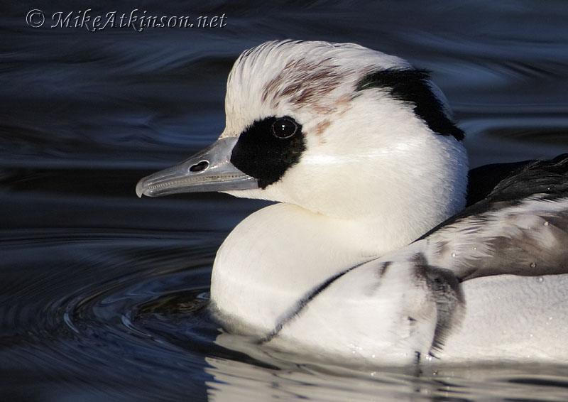 Smew (captive bird)