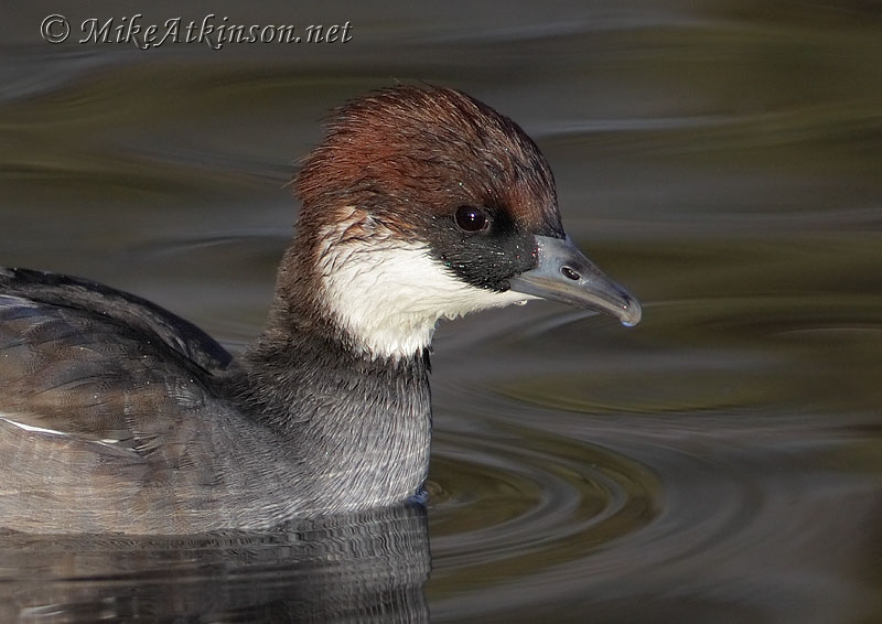 Smew (captive bird)