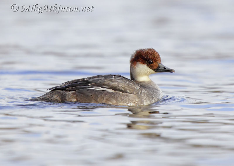 Smew