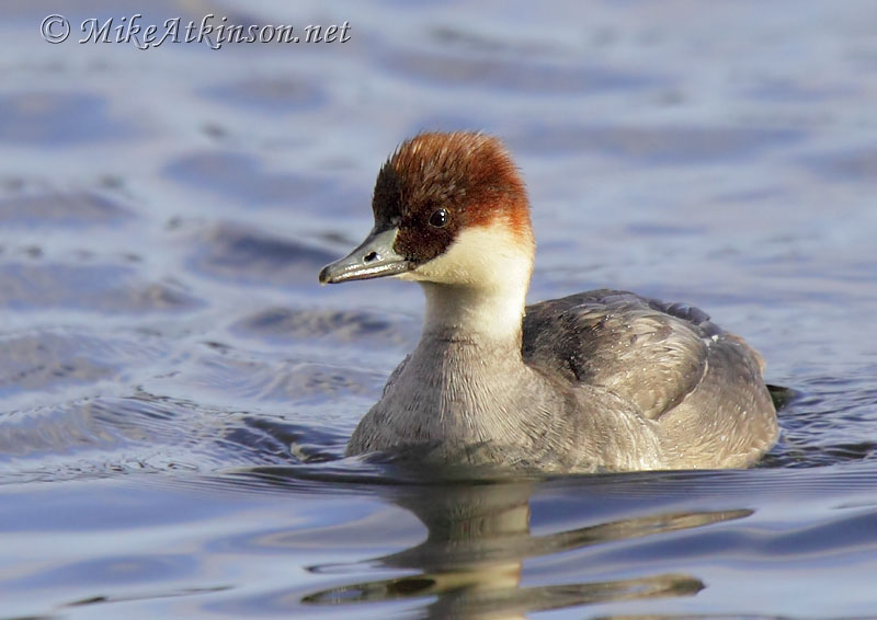 Smew