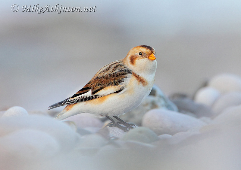 Snow Bunting