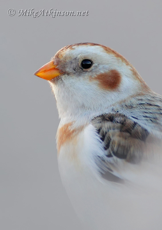 Snow Bunting