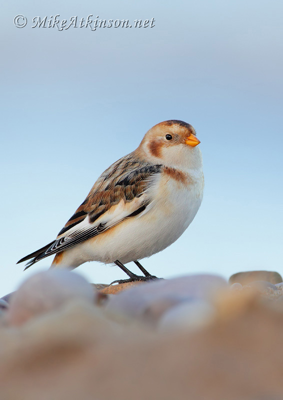 Snow Bunting