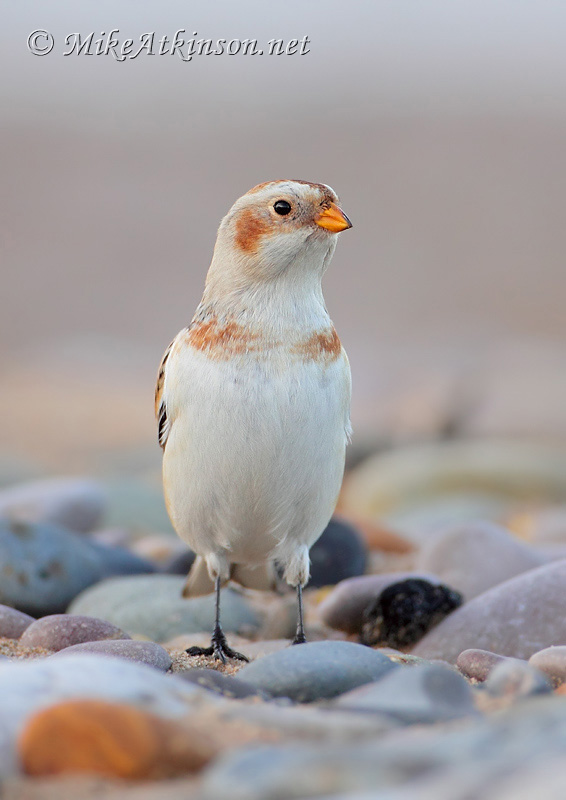 Snow Bunting