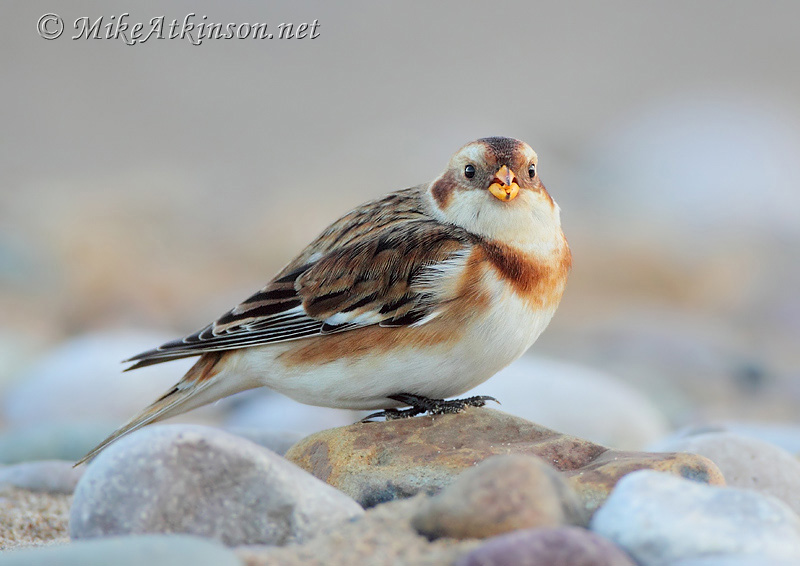 Snow Bunting