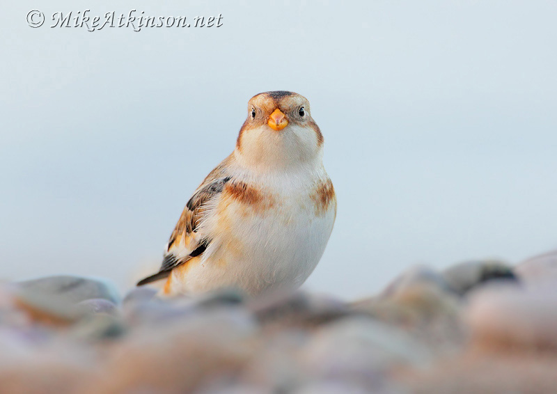 Snow Bunting