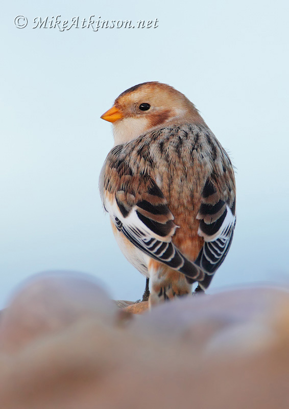 Snow Bunting