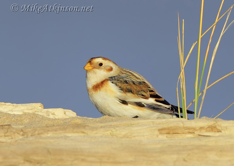 Snow Bunting