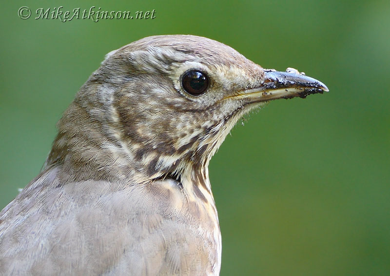 Song Thrush