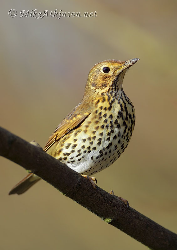 Song Thrush