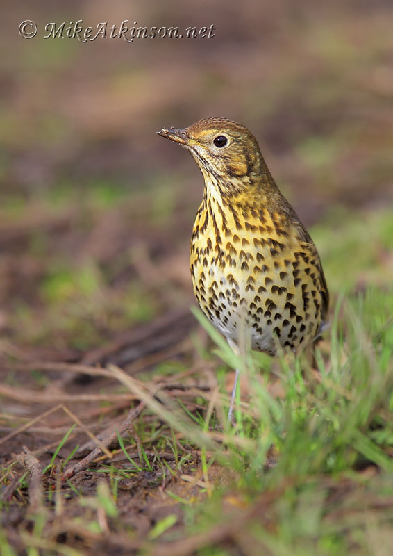 Song Thrush