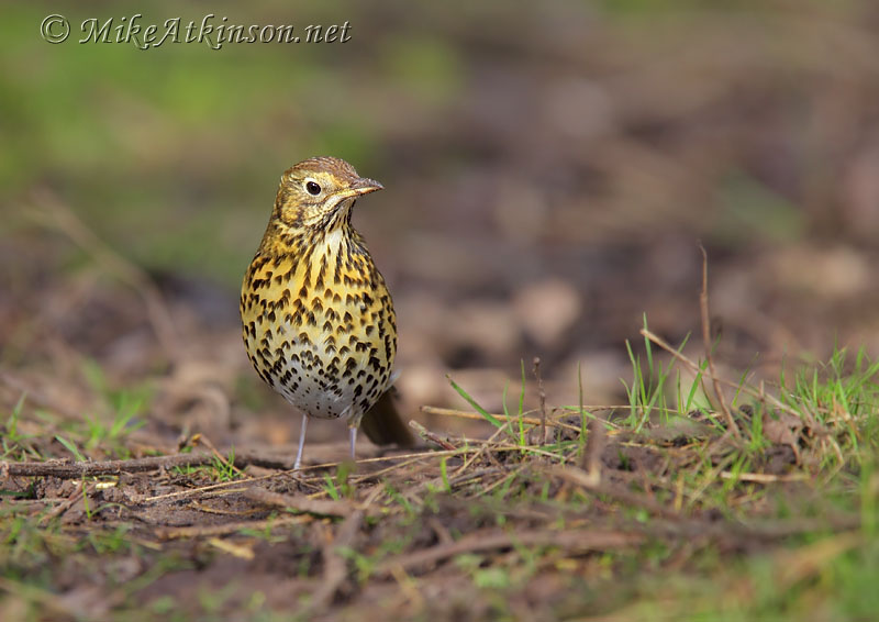 Song Thrush