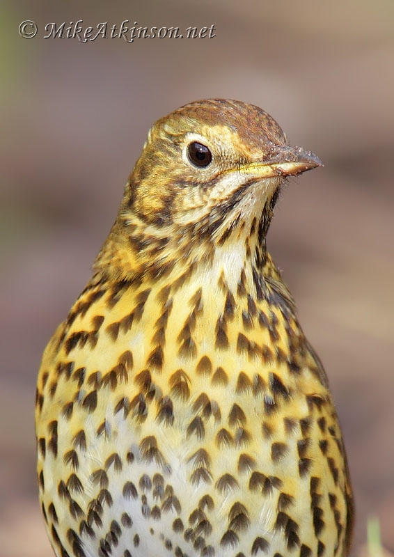 Song Thrush